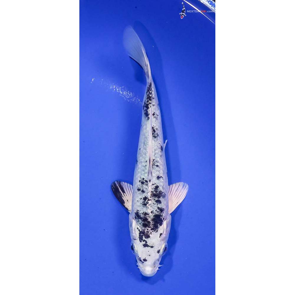 6” Imported Gin Shiro Bekko