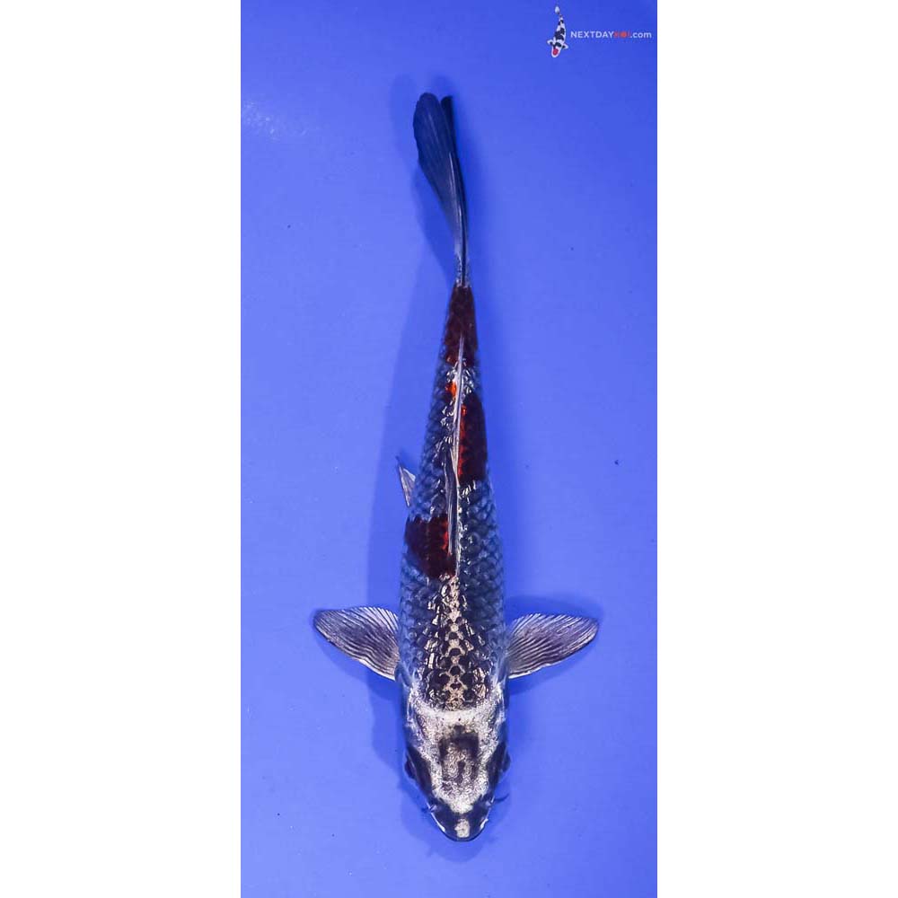 6” Imported Gin Rin Kujaku