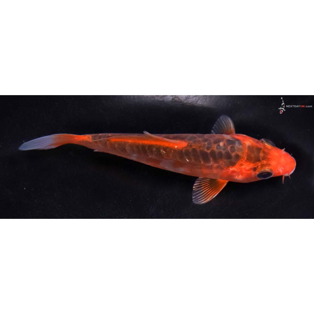 4.5” Imported Hana Shusui