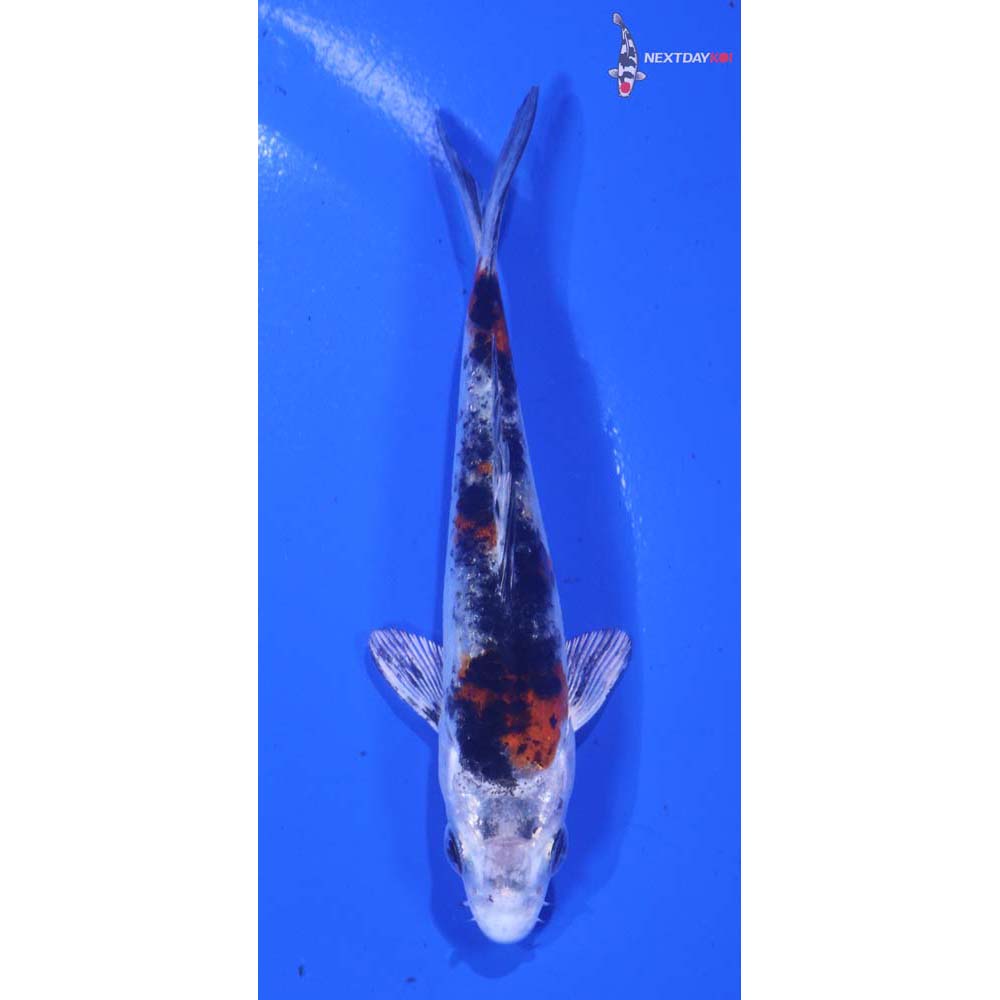 3.5” Imported Yamato Nishiki