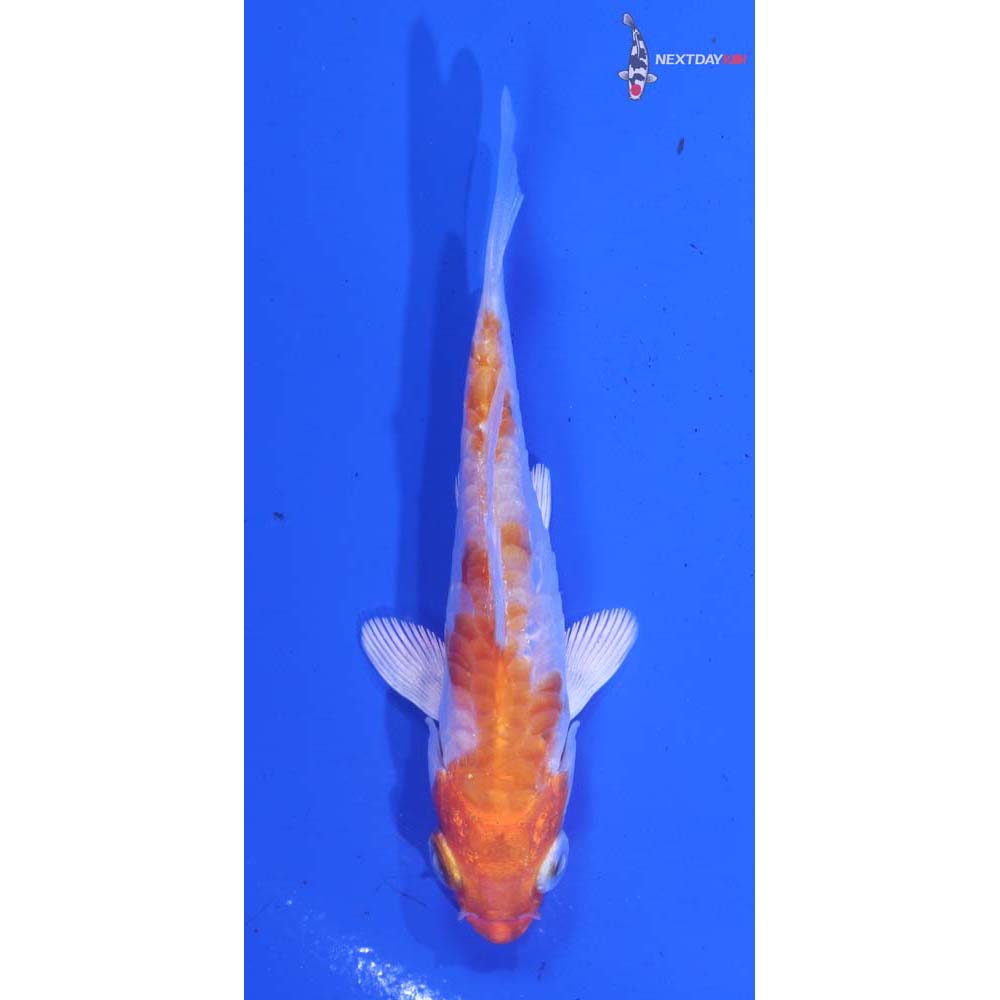 3.5” Imported Armor Scaled Hariwake