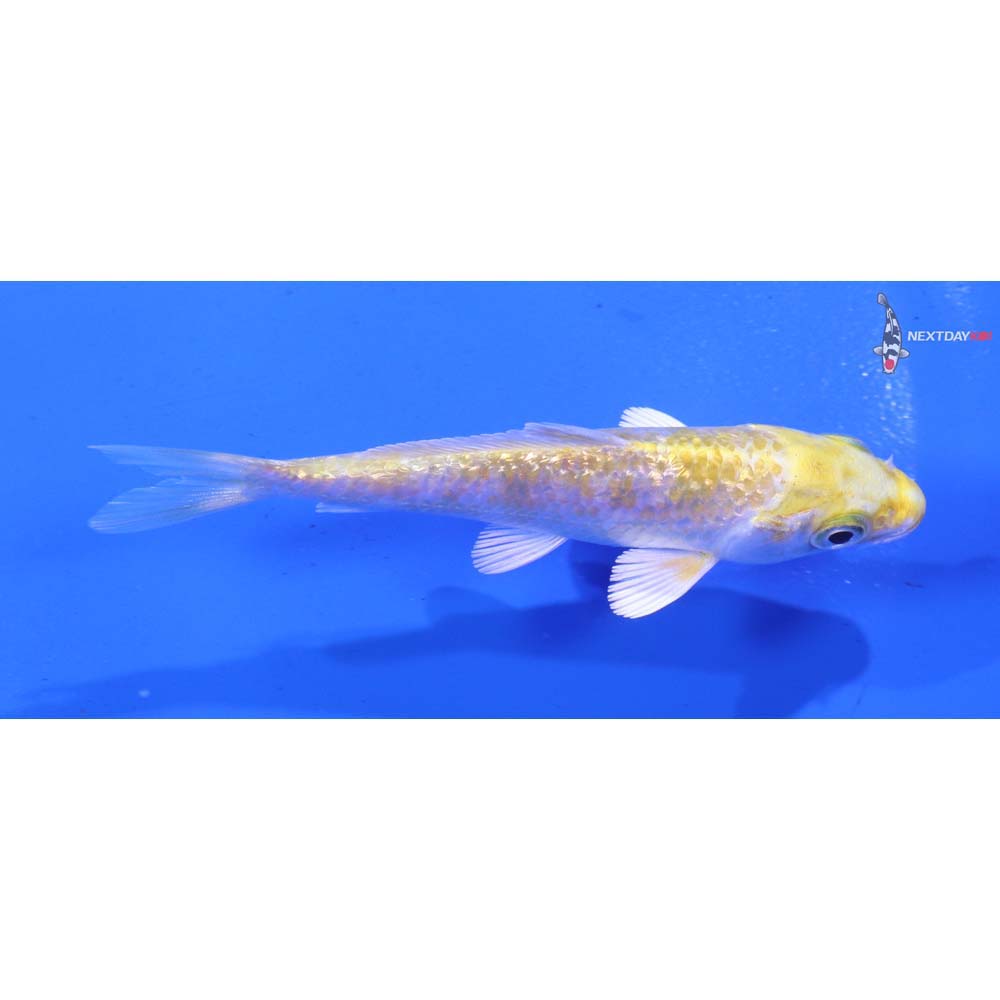 3.5” Imported Gin Rin Lemon Hariwake