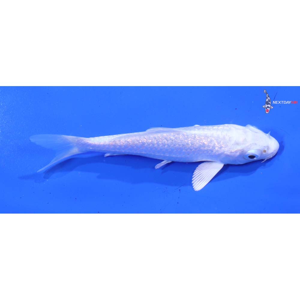 3.5” Imported Gin Rin Platinum Ogon