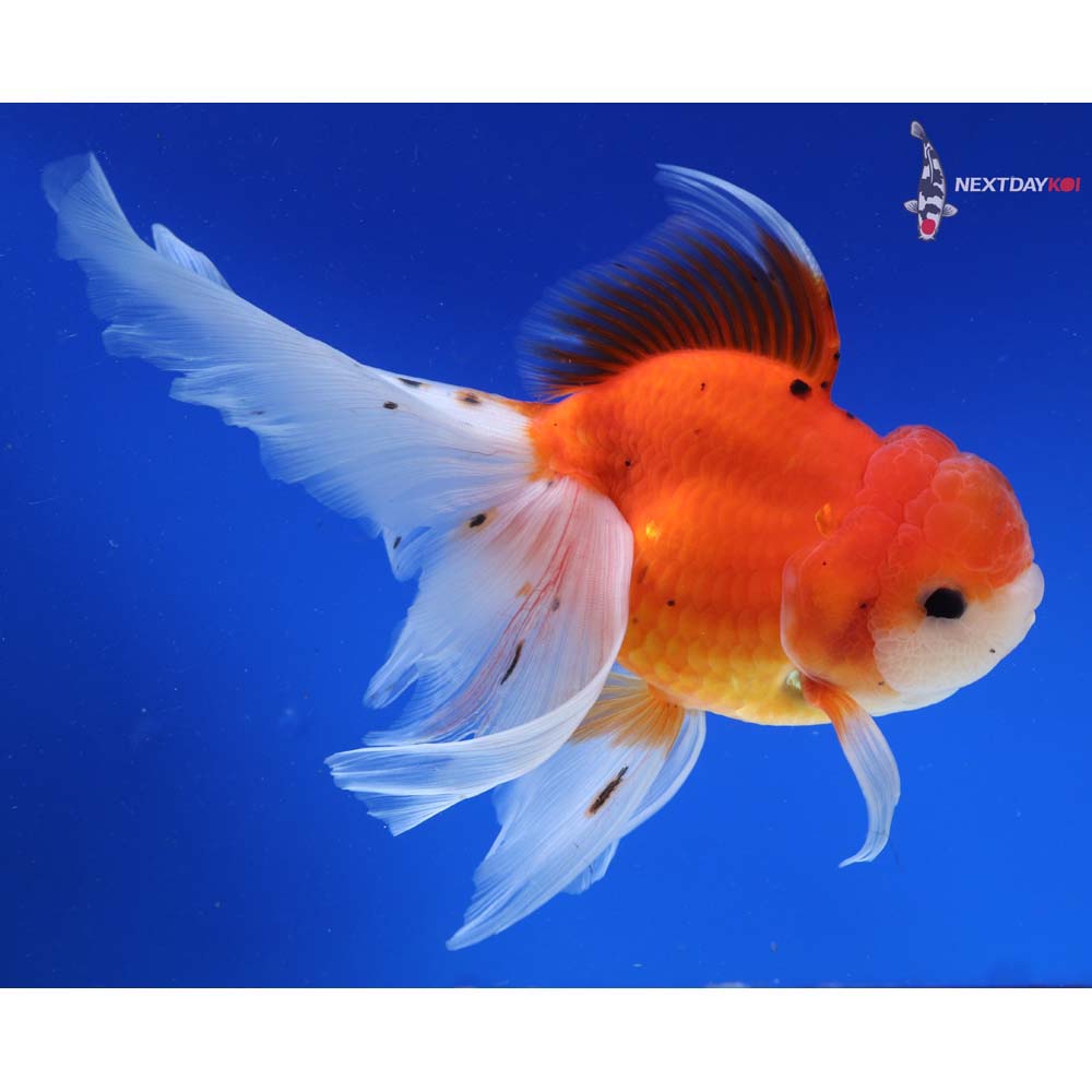7.5” Imported Calico Rosetail Oranda