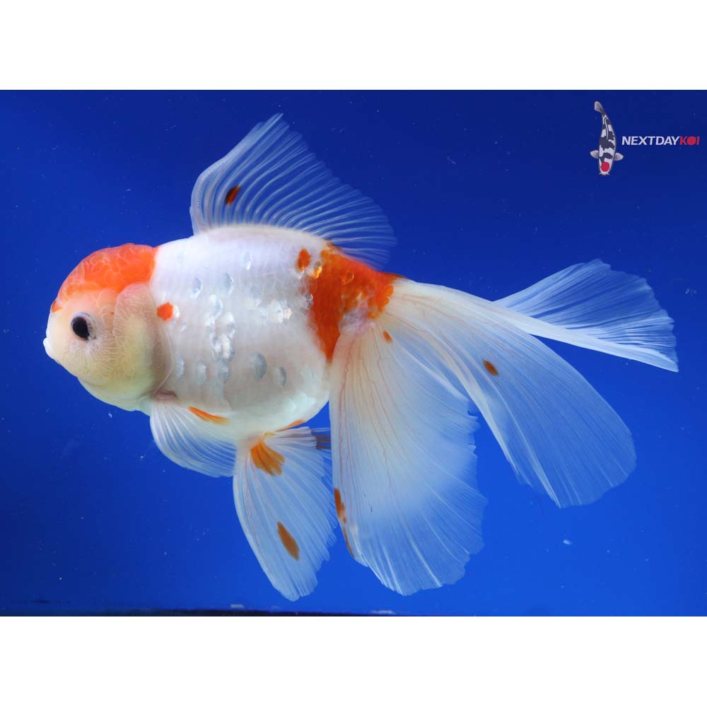 8” Imported Red and White Rosetail Oranda