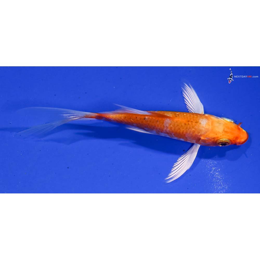 3.5” Imported Hariwake Butterfly Koi