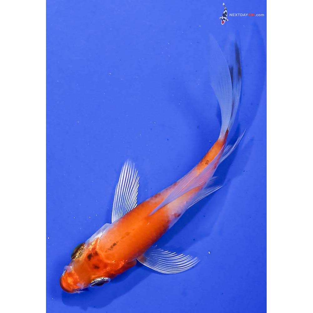 3.5” Imported Hariwake Butterfly Koi