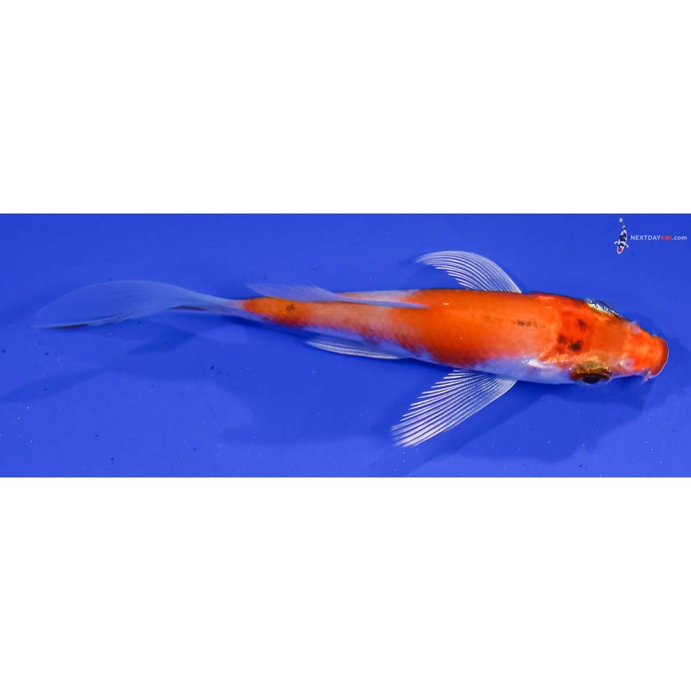 3.5” Imported Hariwake Butterfly Koi