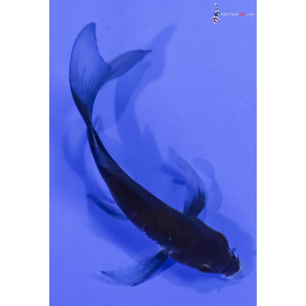 3.5” Imported Ochiba Shigure Butterfly Koi