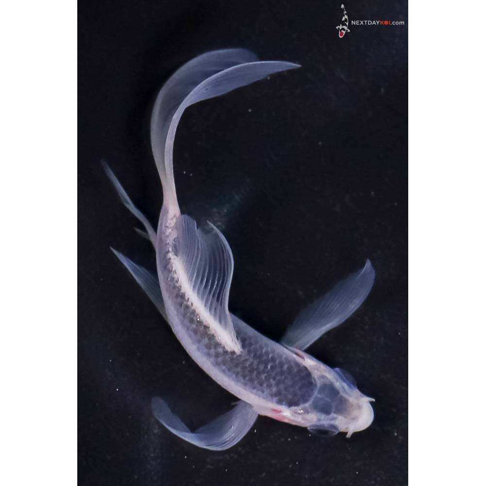 3.5” Imported Asagi Butterfly Koi