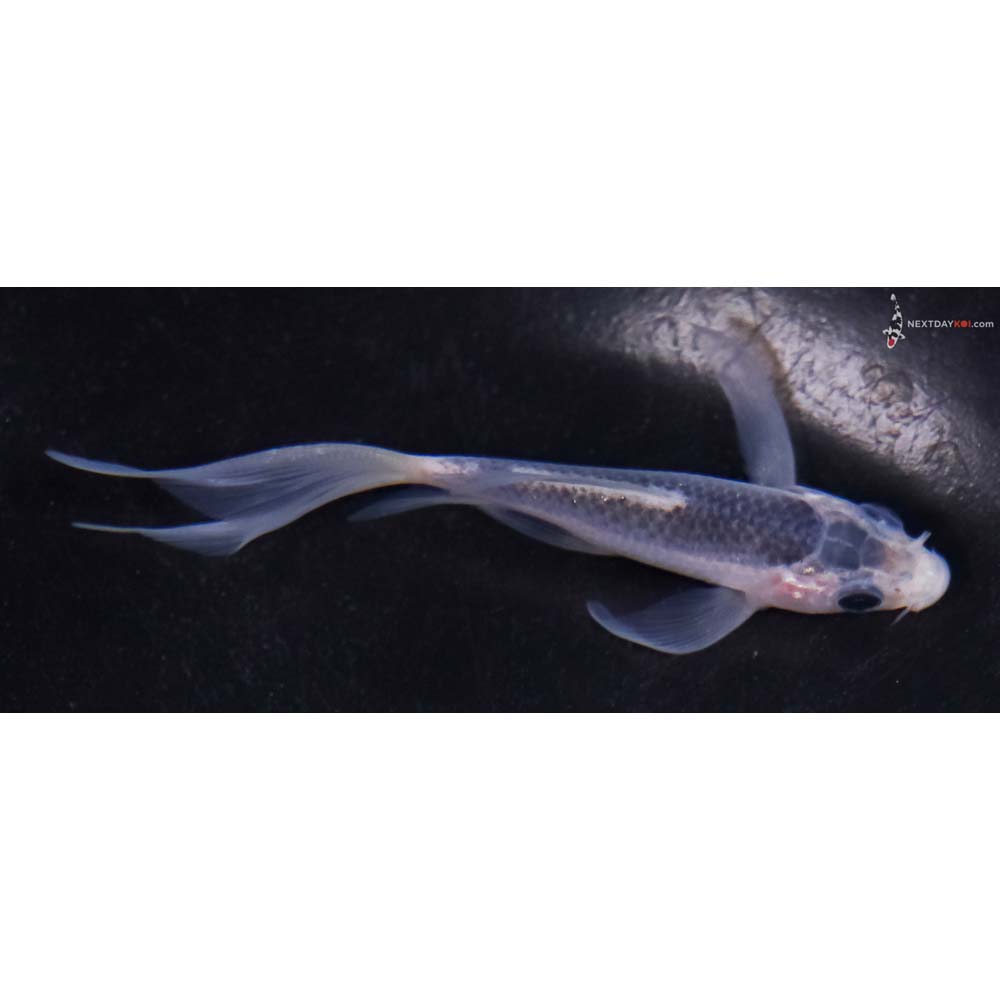 3.5” Imported Asagi Butterfly Koi