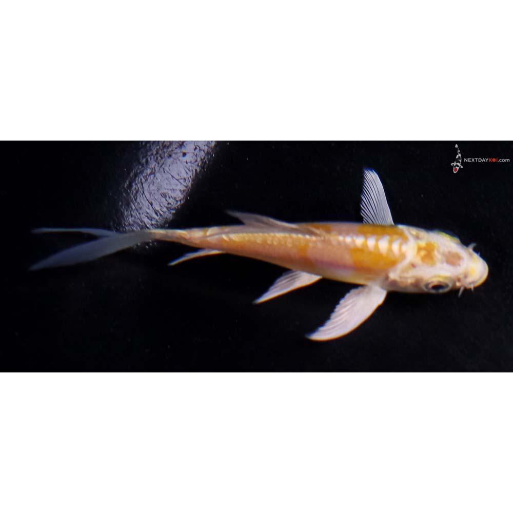 3.5” Imported Doitsu Lemon Hariwake Butterfly Koi