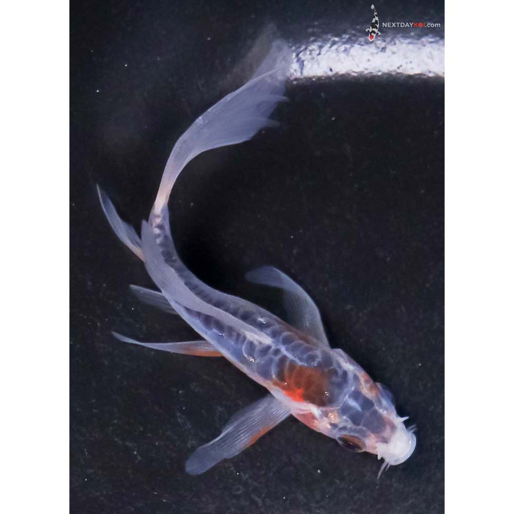 3.5” Imported Shusui Butterfly Koi