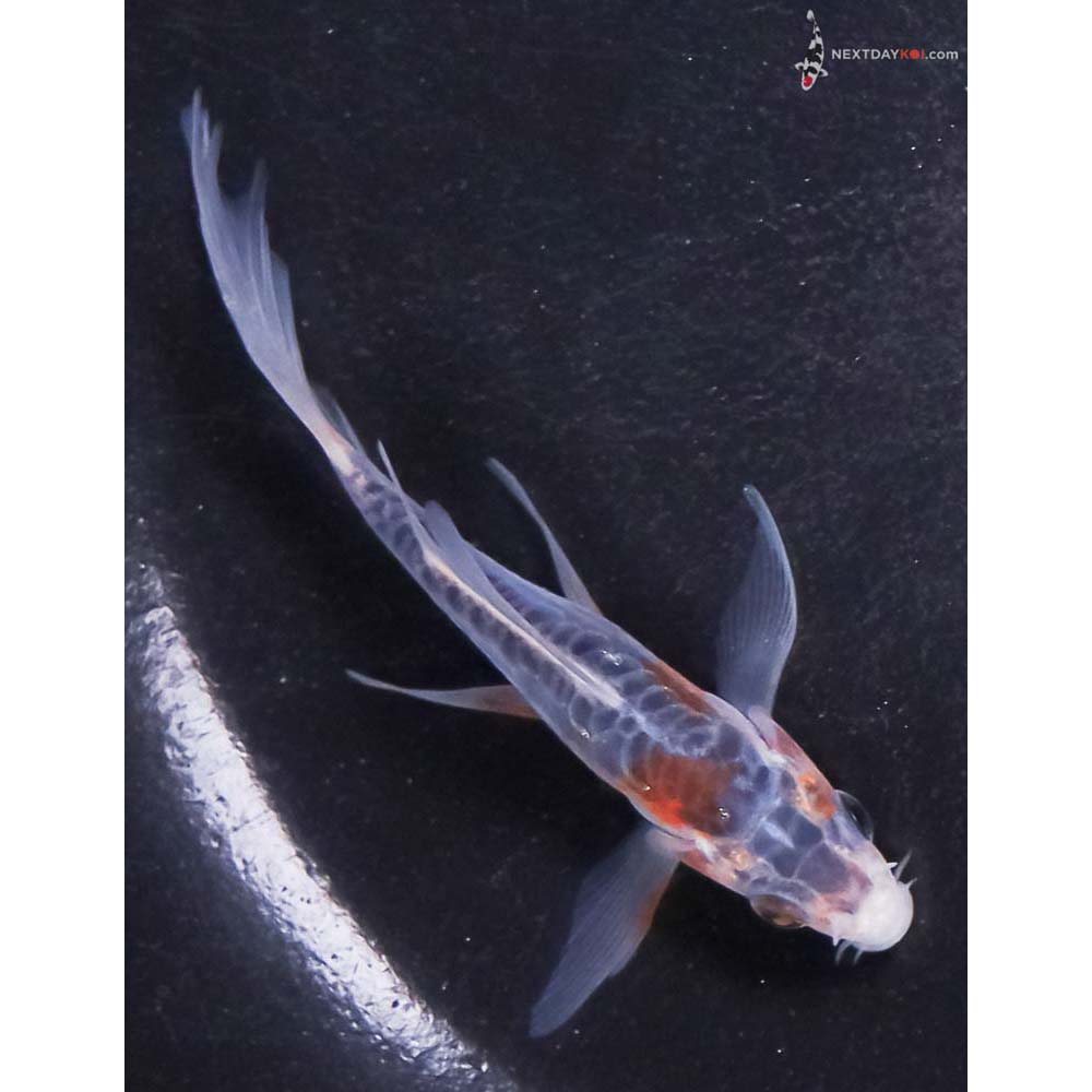 3.5” Imported Shusui Butterfly Koi