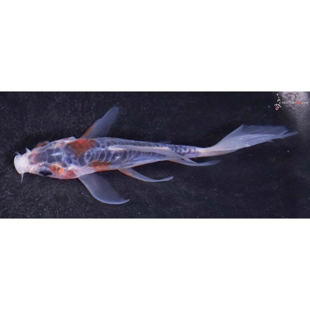 3.5” Imported Shusui Butterfly Koi