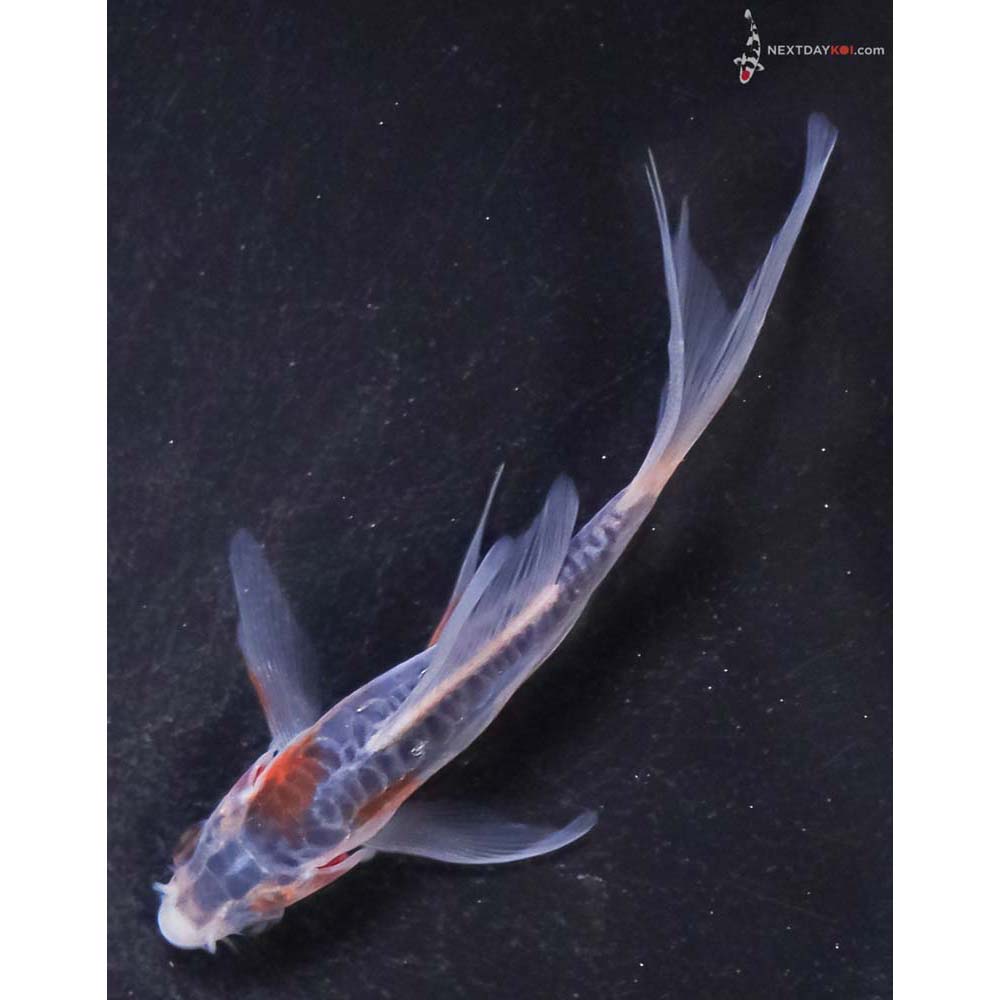 3.5” Imported Shusui Butterfly Koi
