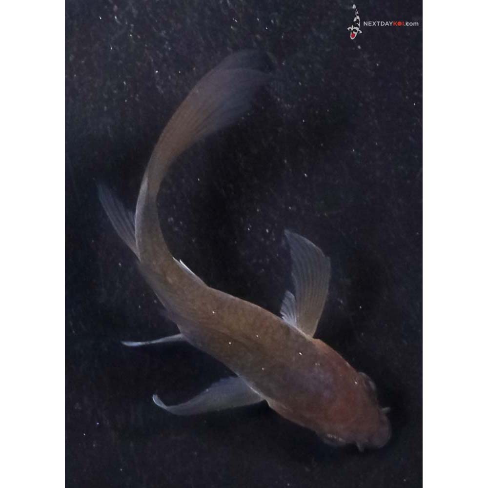 3” Imported Chagoi Butterfly Koi