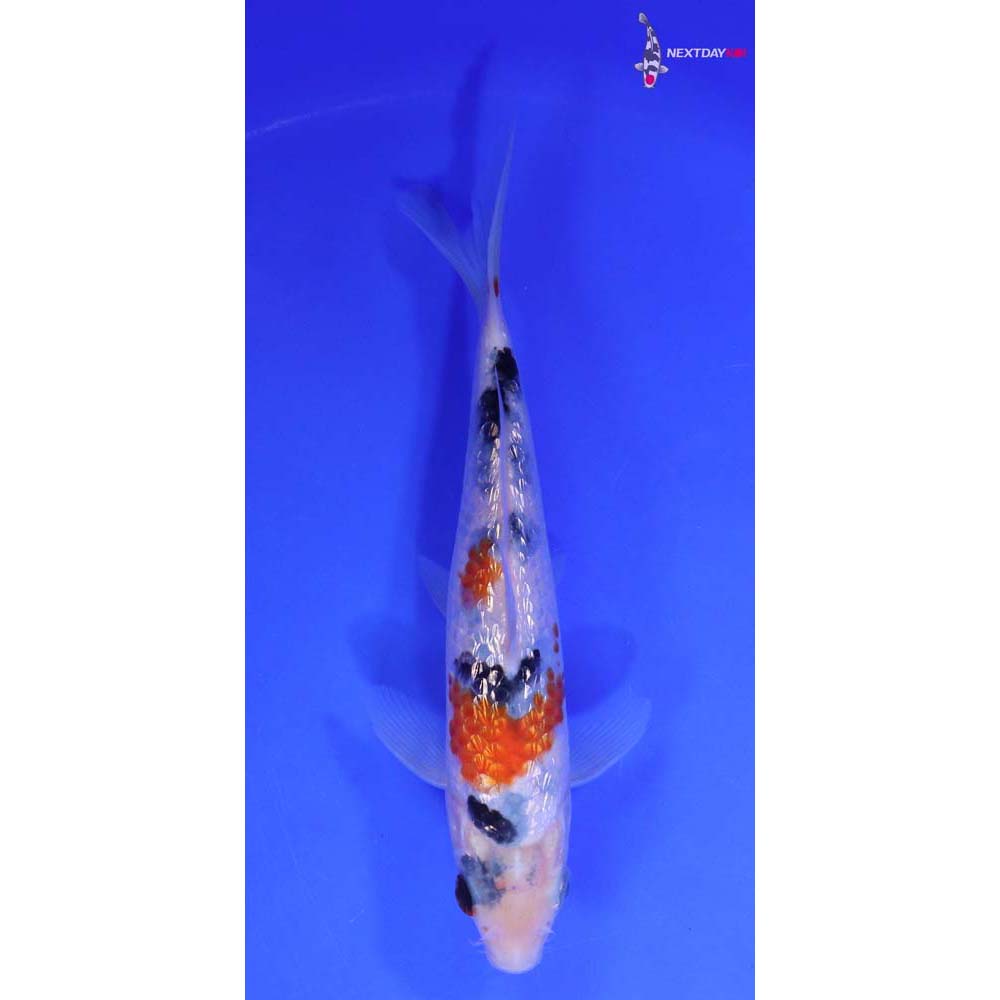 6.5” Imported Gin Rin Sanke