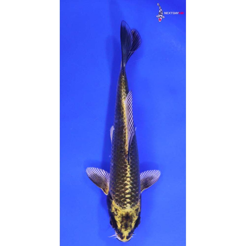 6.5” Imported Ki Matsuba