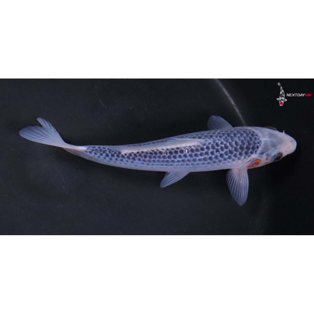 6.5” Imported Asagi