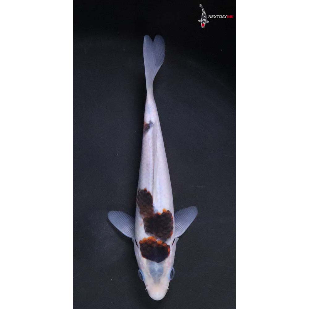 6.5” Imported Goromo