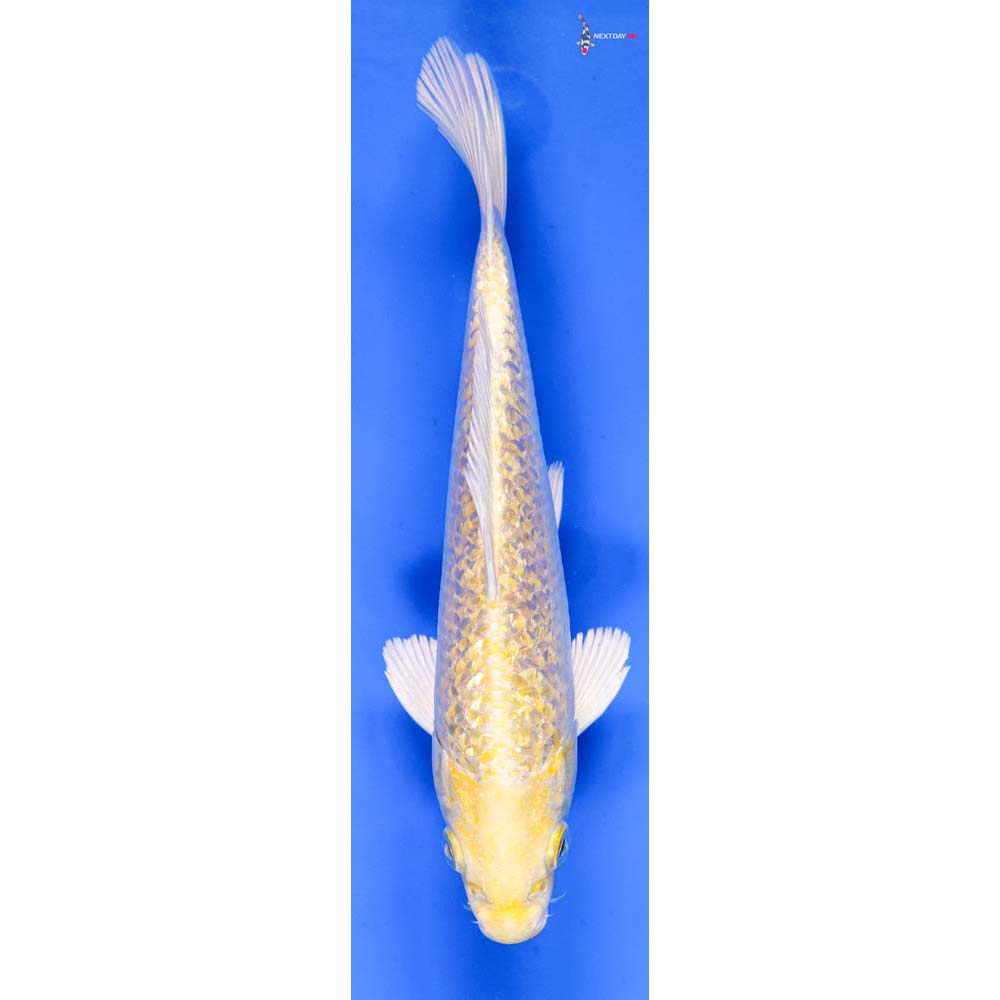 6.5” Imported Gin Rin Yamabuki Ogon