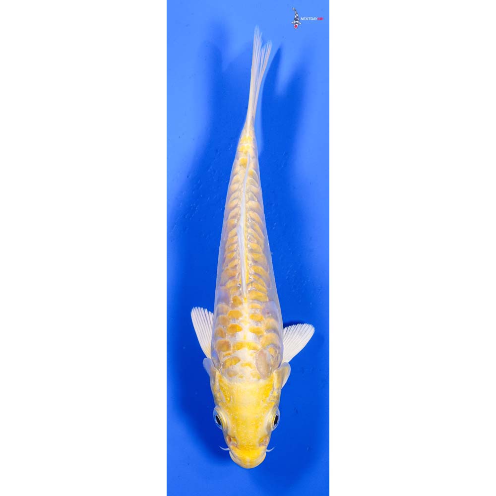 6.5” Imported Armor Scaled Yamabuki Ogon