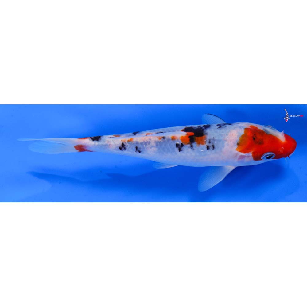 6.5” Imported Sanke