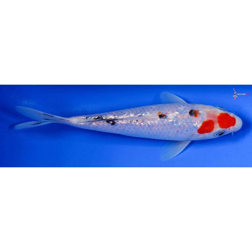 6.5” Imported Gin Rin Sanke