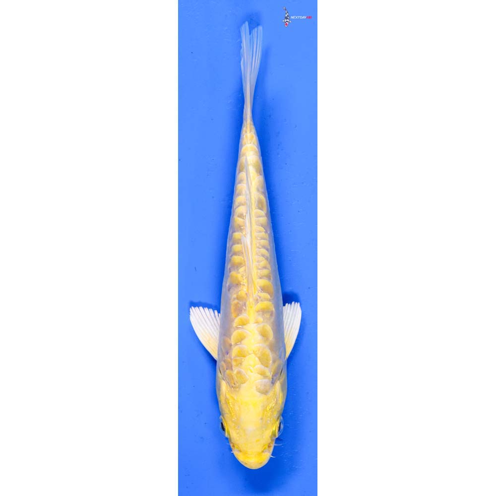 6.5” Imported Doitsu Yamabuki Ogon