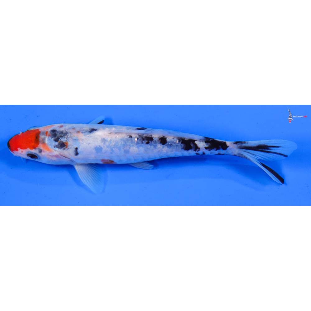 6.5” Imported Doitsu Sanke