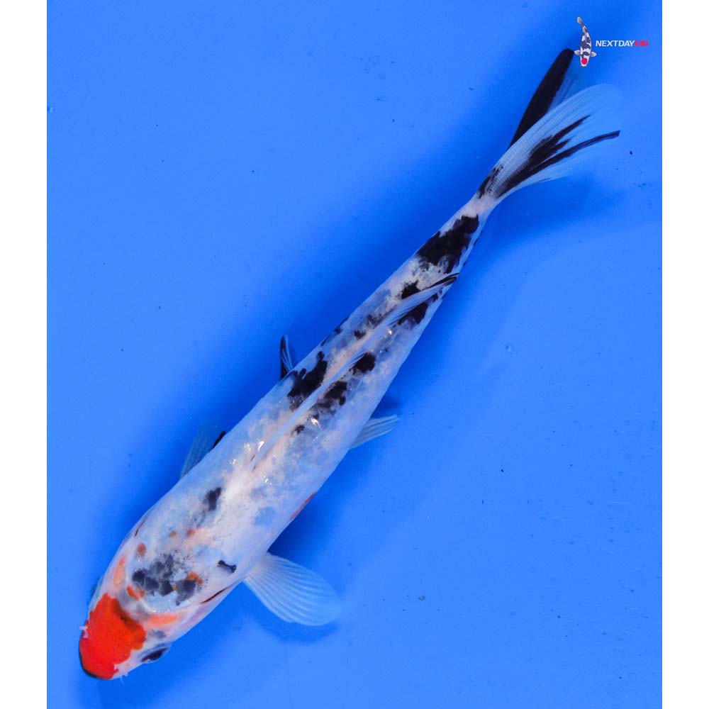 6.5” Imported Doitsu Sanke