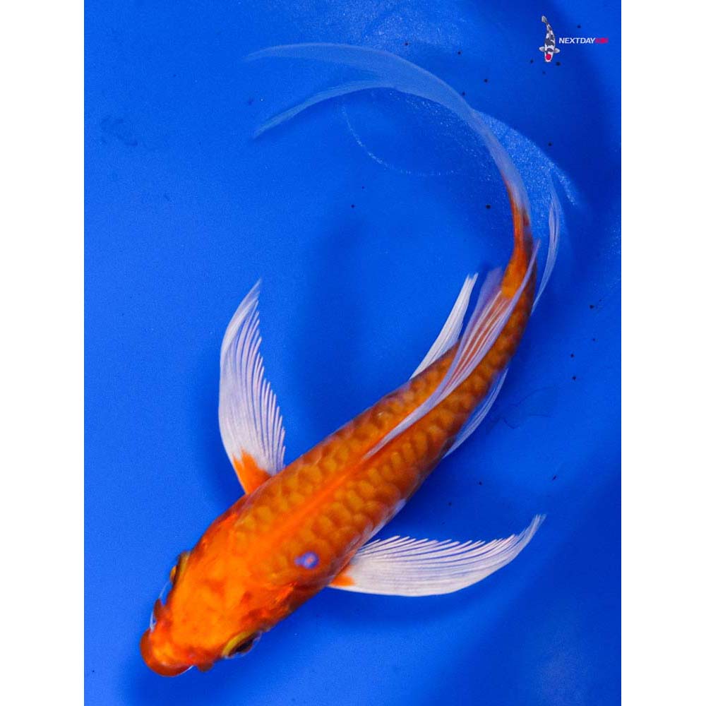 5” Imported Armor Scaled Hariwake Butterfly Koi