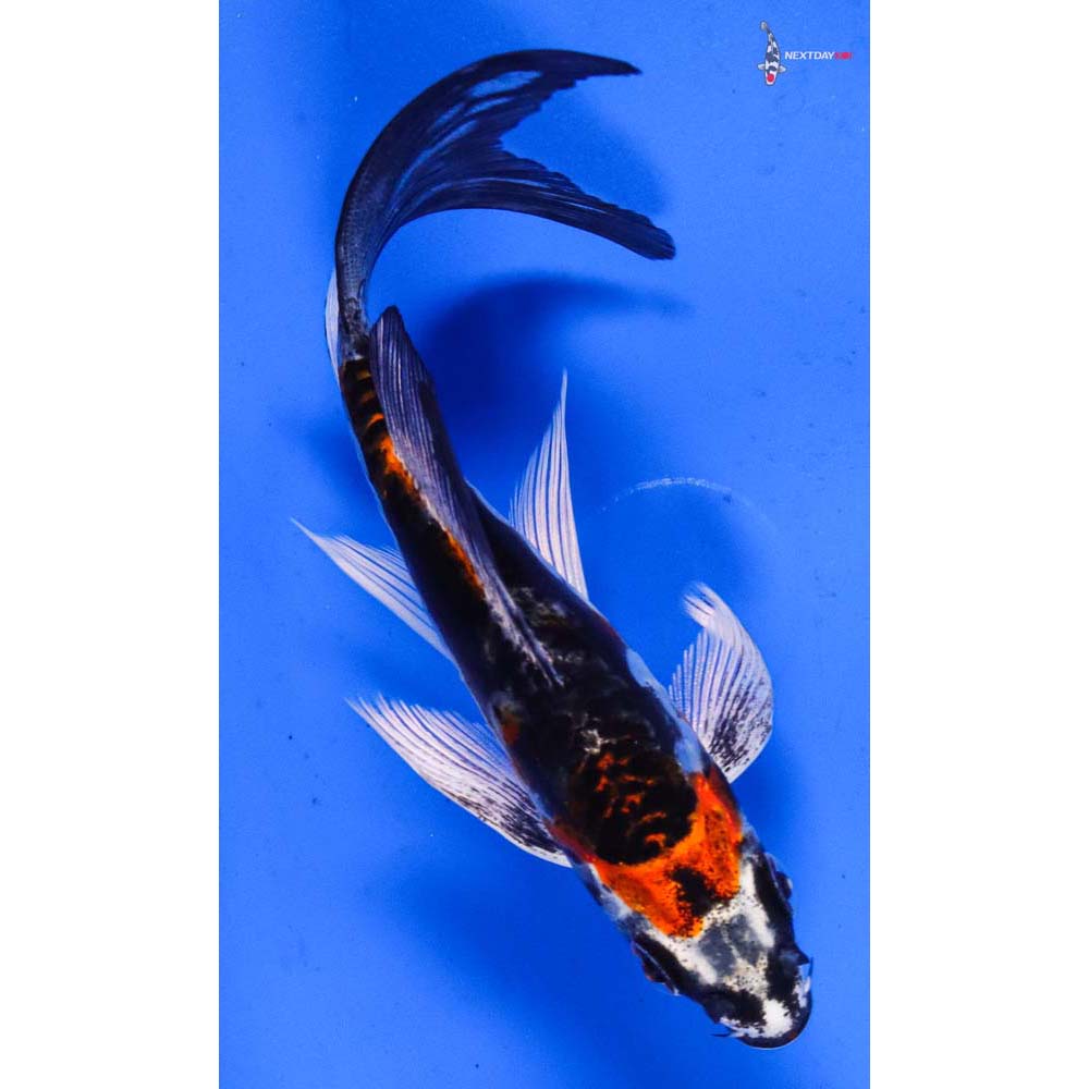 5” Imported Kin Kikokuryu Butterfly Koi