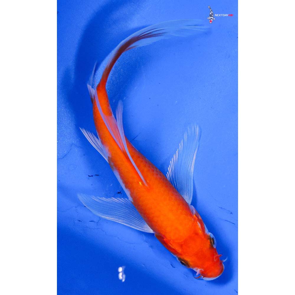 5” Imported Hariwake Butterfly Koi