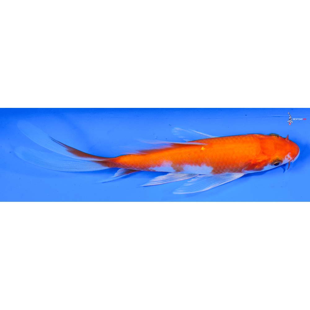 5” Imported Hariwake Butterfly Koi