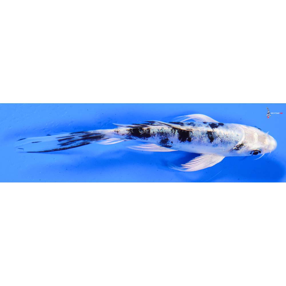 5” Imported Doitsu Gin Shiro Bekko Butterfly Koi