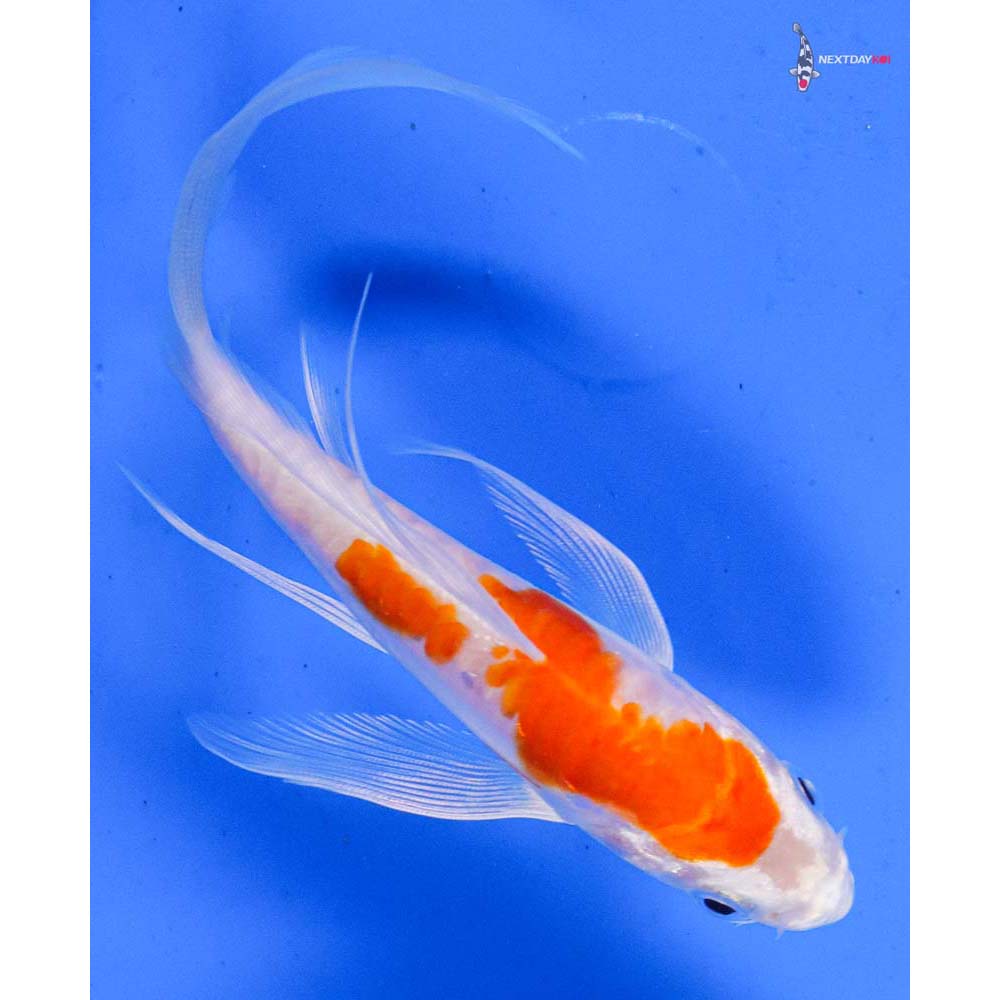 5” Imported Kikusui Butterfly Koi