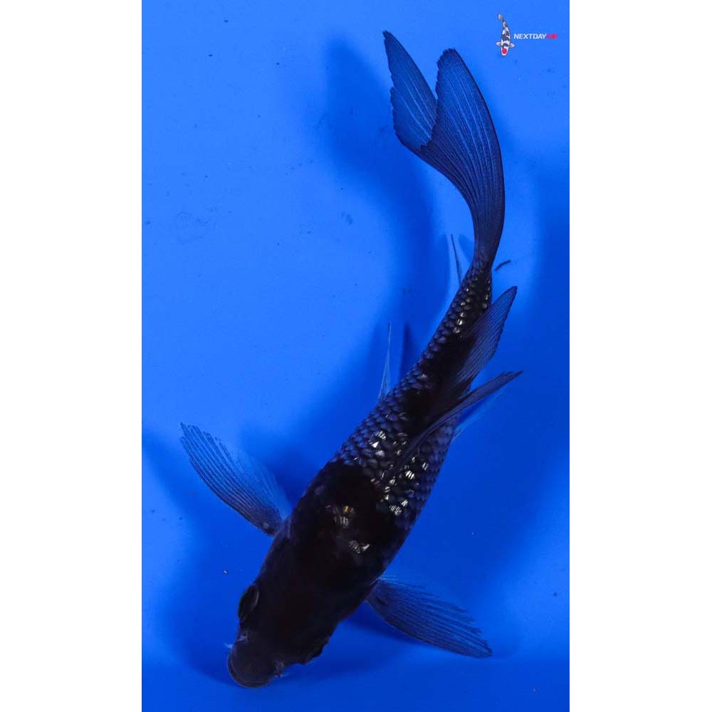 4” Imported Gin Rin Ochiba Shigure Butterfly Koi