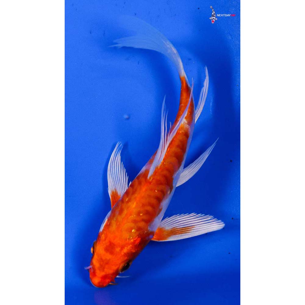 4” Imported Kikusui Butterfly Koi