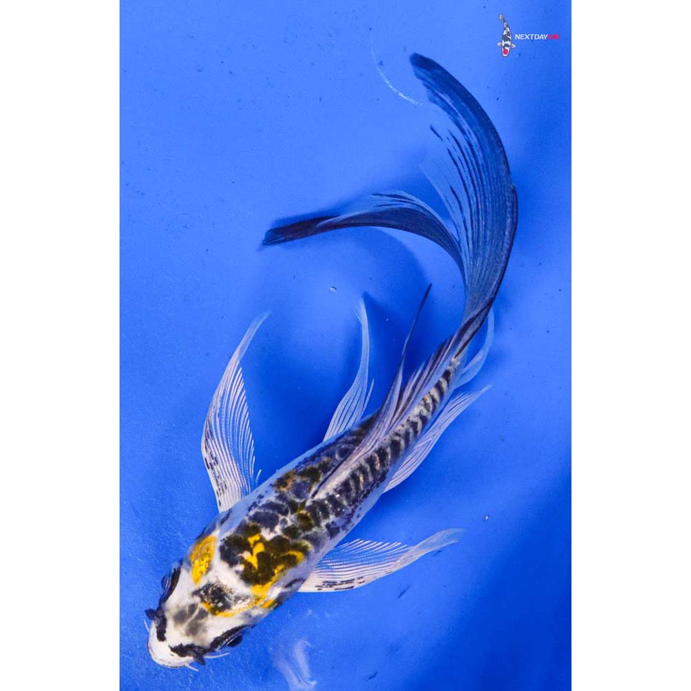 5” Imported Doitsu Kujaku Butterfly Koi