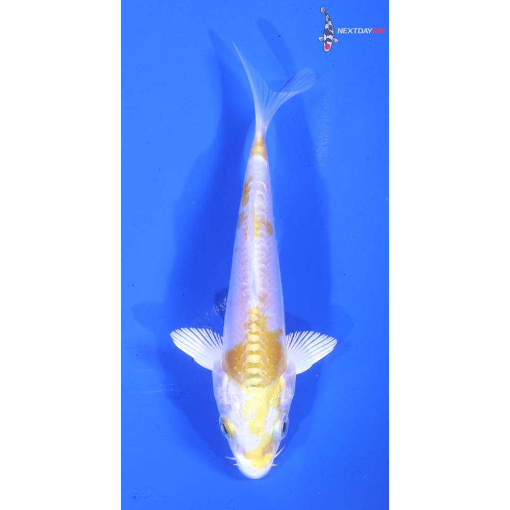 4.5” Imported Doitsu Lemon Hariwake