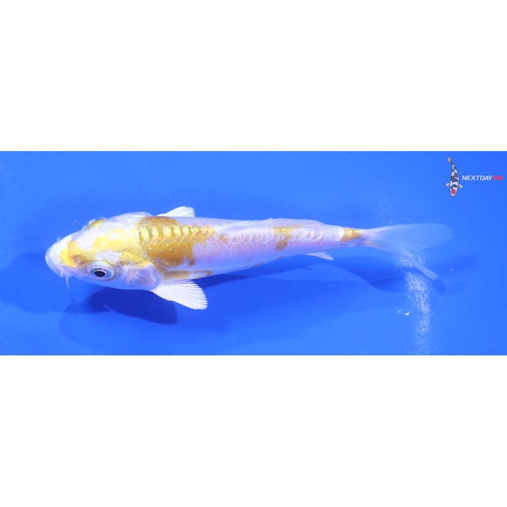 4.5” Imported Doitsu Lemon Hariwake