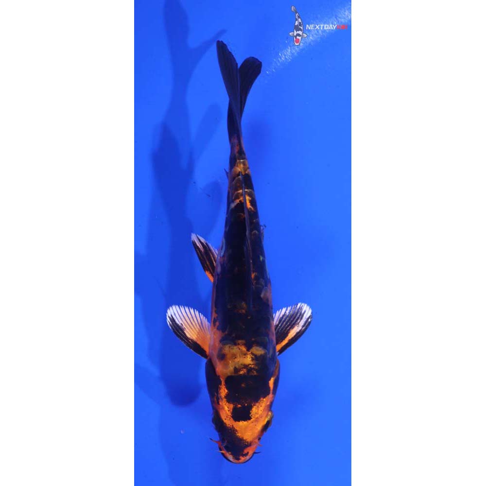 4.5” Imported Doitsu Kin Aka Bekko