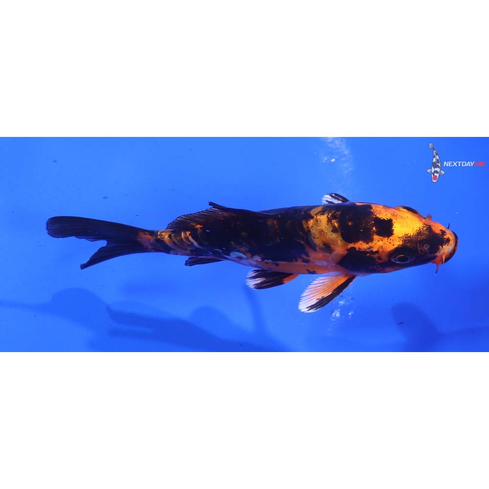 4.5” Imported Doitsu Kin Aka Bekko
