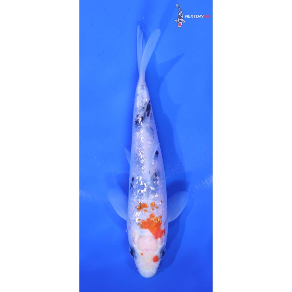 4.5” Imported Gin Rin Sanke