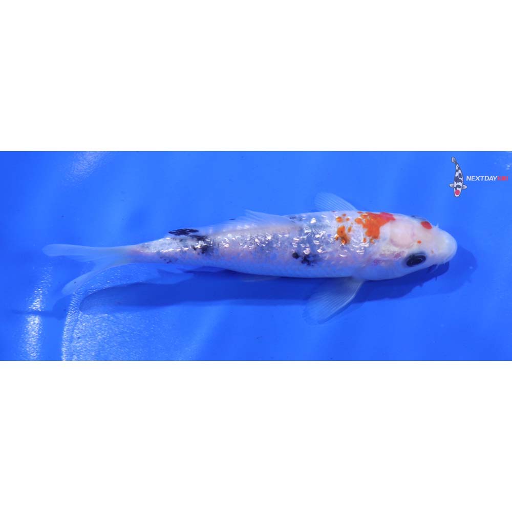 4.5” Imported Gin Rin Sanke