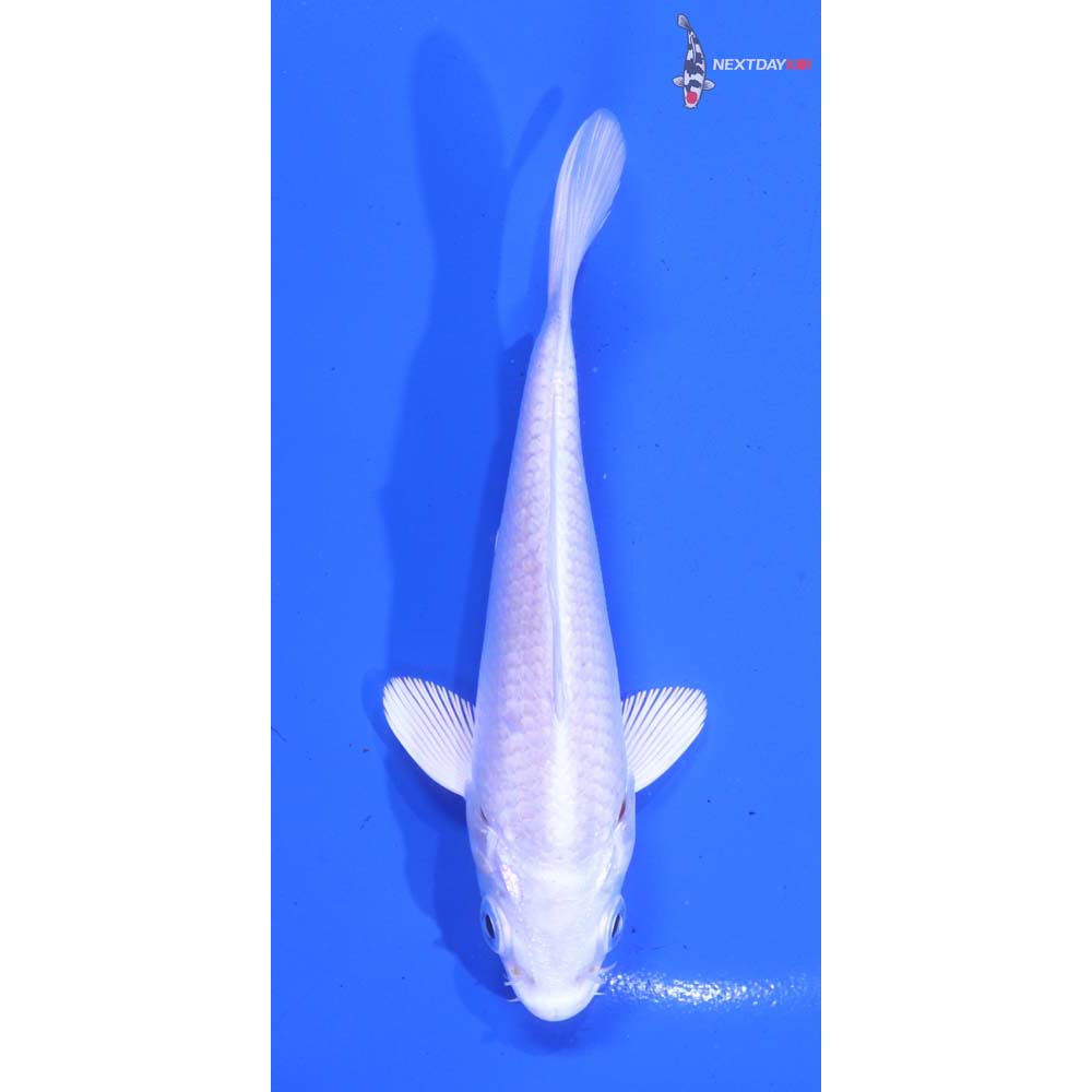 4.5” Imported Platinum Ogon