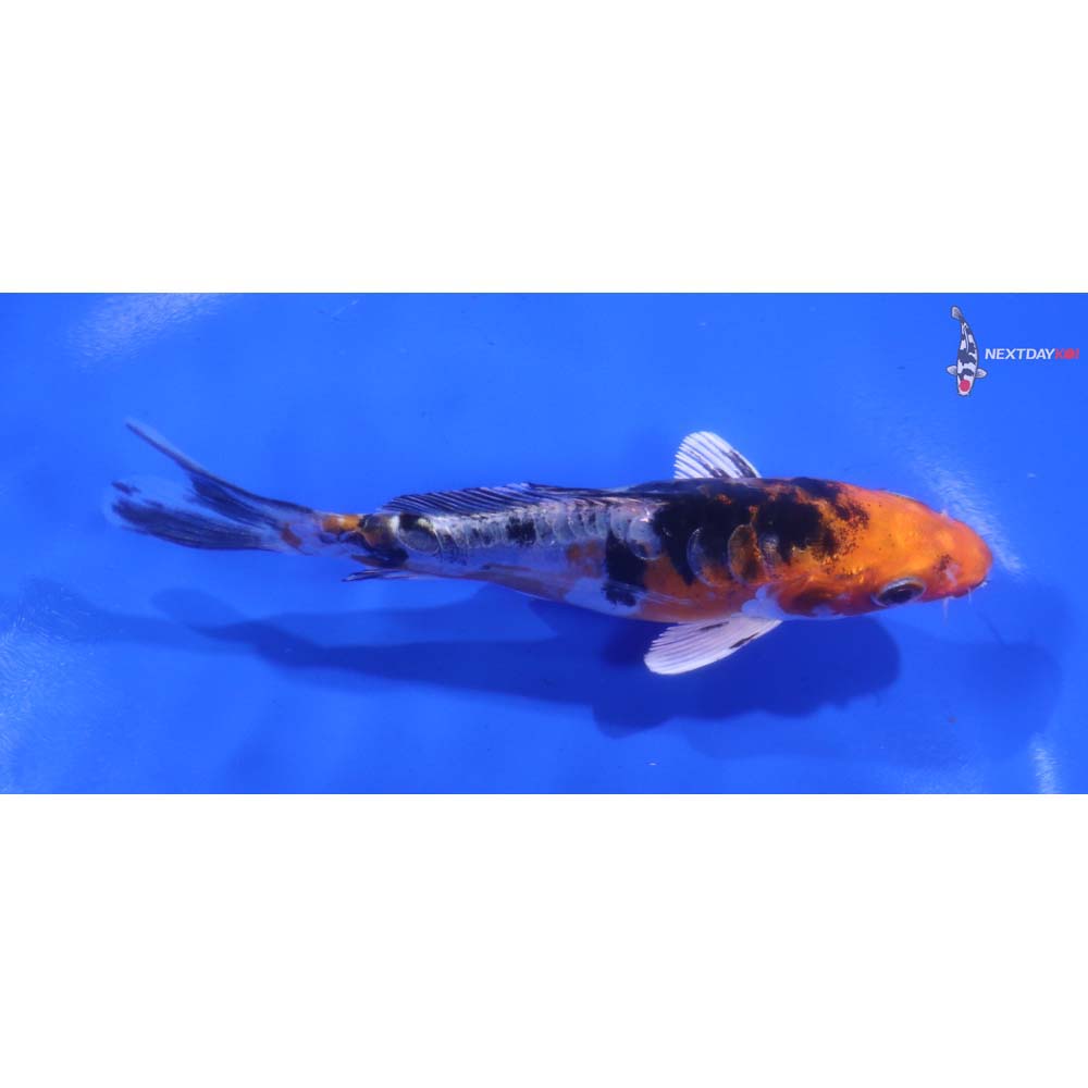 5” Imported Heisei Nishiki