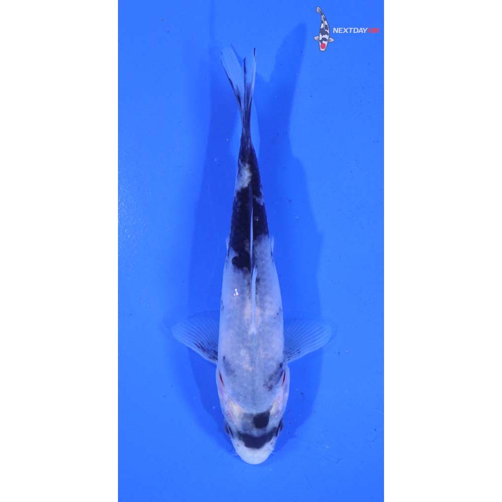 5” Imported Matsukawabakke